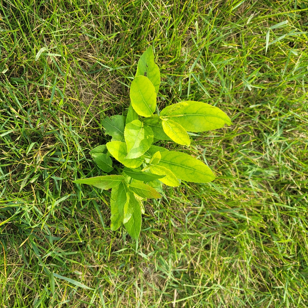 Vibrant Green Plant